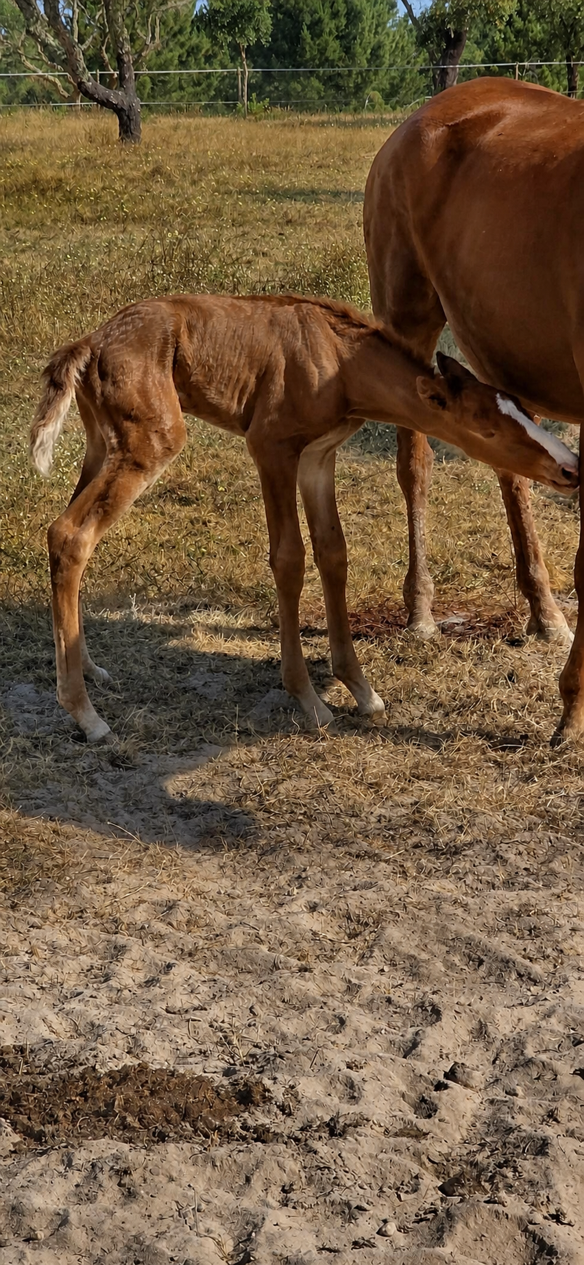 Poldro junto da mãe no campo da Coudelaria Máximo Simões